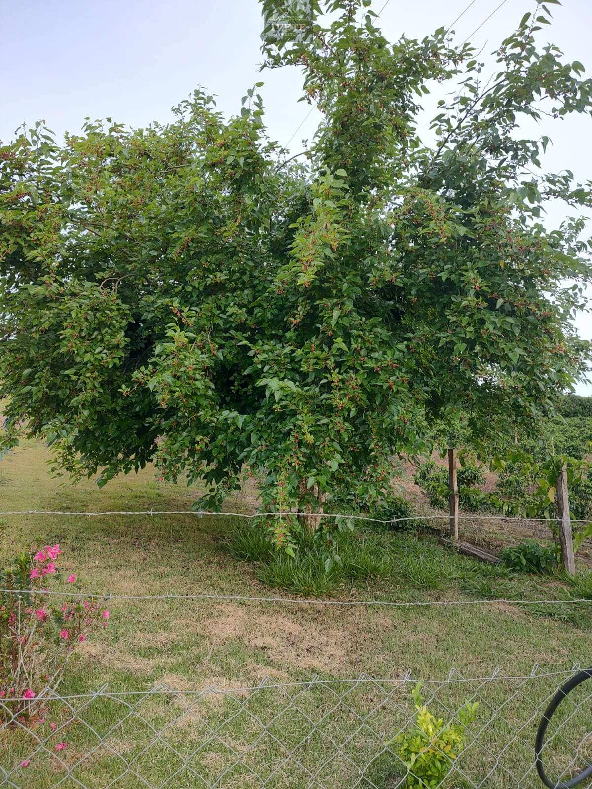 Chácara Completa à Venda – Oportunidade Imperdível! - Ivete San Imóveis