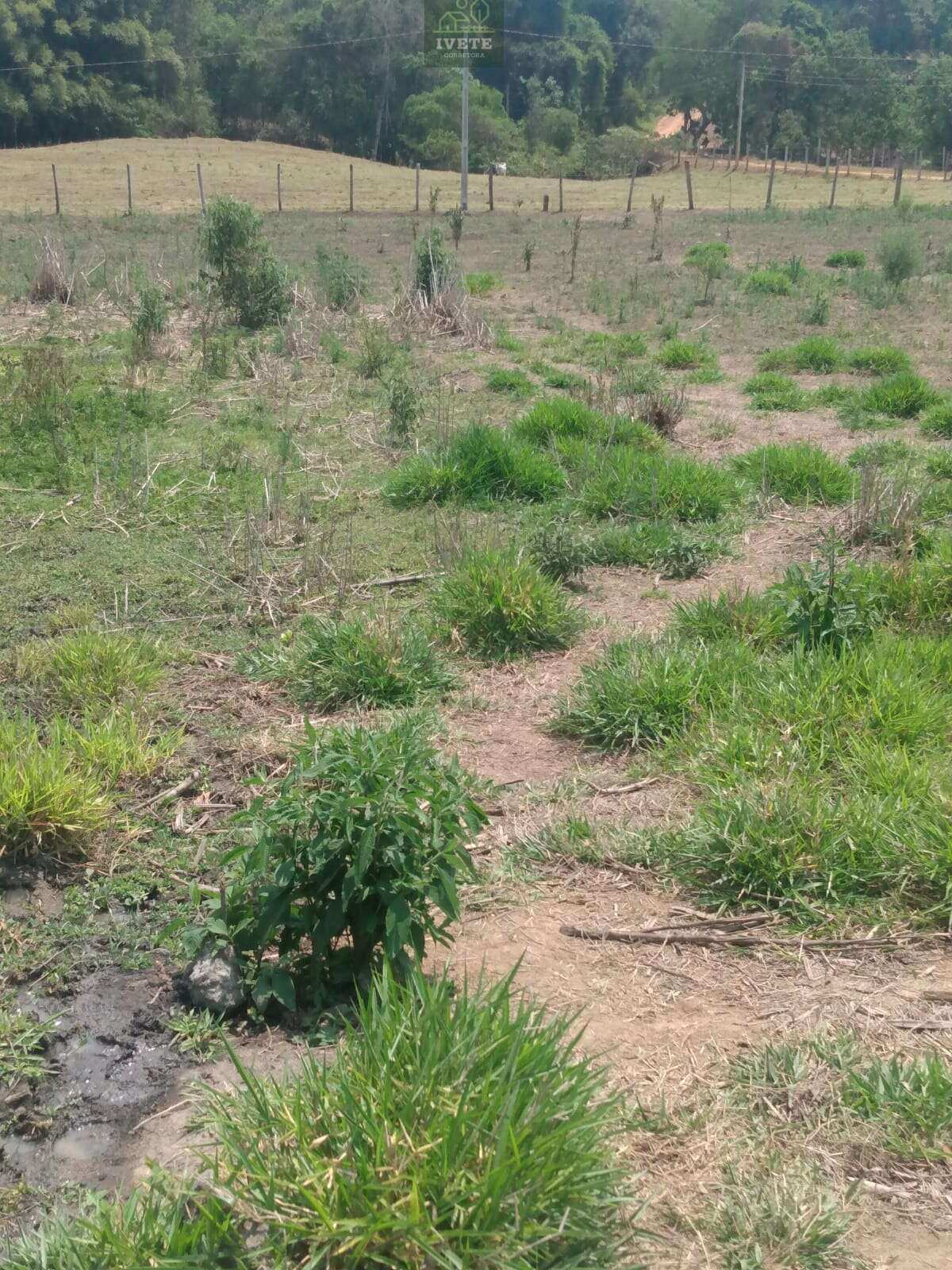 🏡Sítio excelente com escritura no Bairro Corrente em Munhoz - Ivete San Imóveis