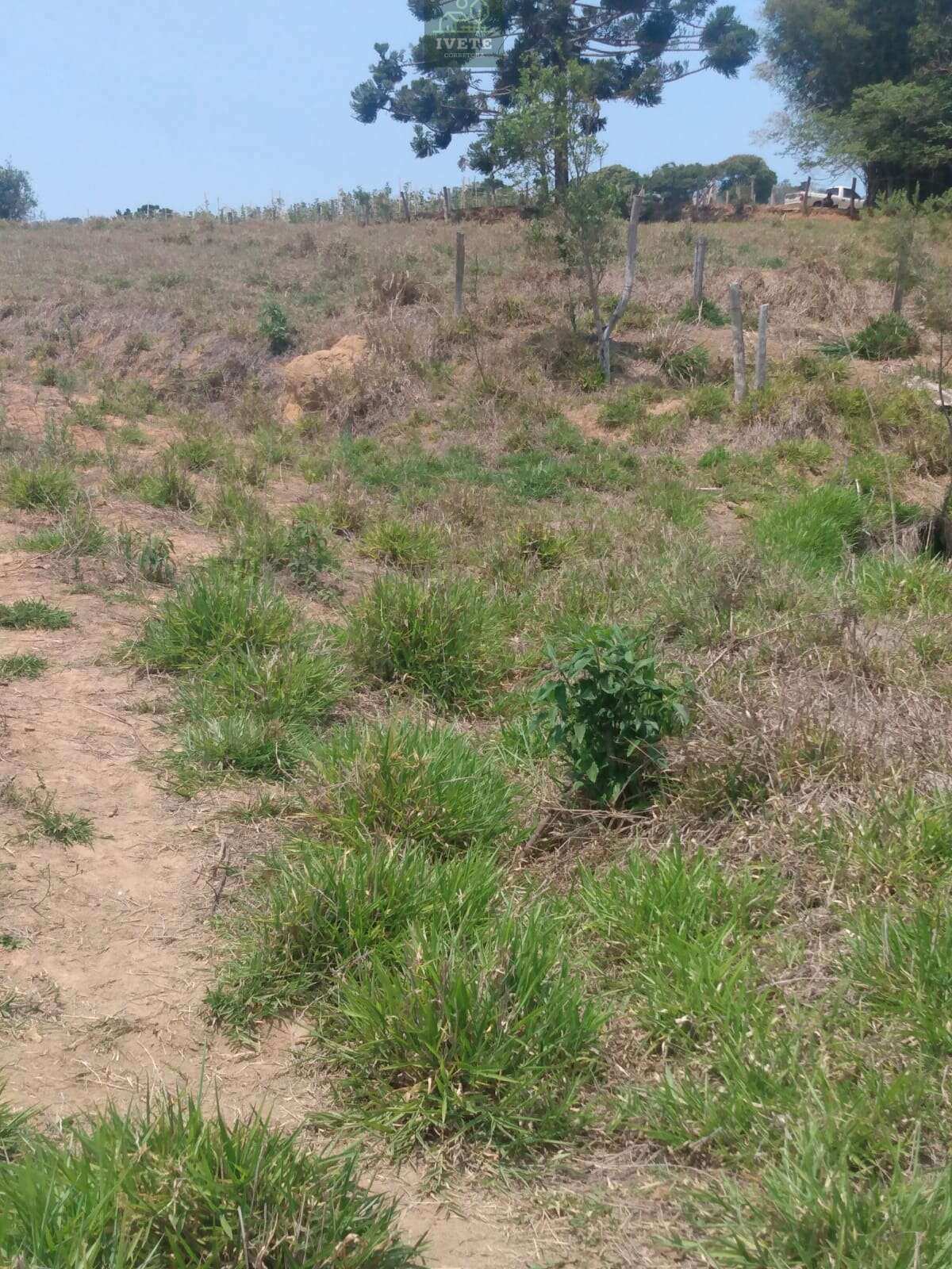 🏡Sítio excelente com escritura no Bairro Corrente em Munhoz - Ivete San Imóveis