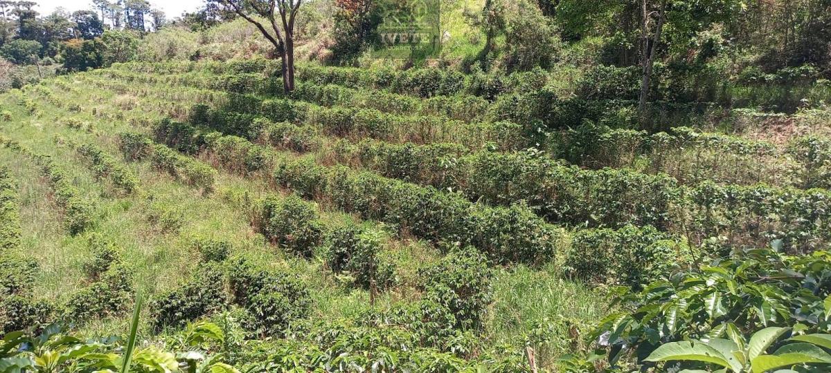 Terreno no Bairro da Lagoa - Oportunidade Única! - Ivete San Imóveis